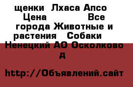 щенки  Лхаса Апсо › Цена ­ 20 000 - Все города Животные и растения » Собаки   . Ненецкий АО,Осколково д.